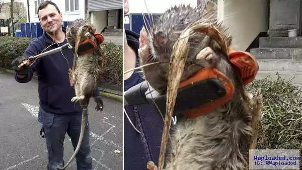 See The Big RAT As Big As A Dog, Found In London (Photos)